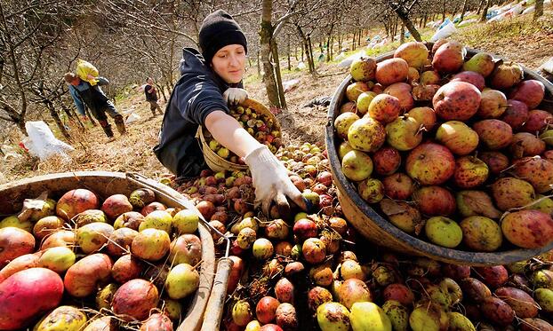 Яблоки, собранные в традиционном саду производителей сидра в Девоне.