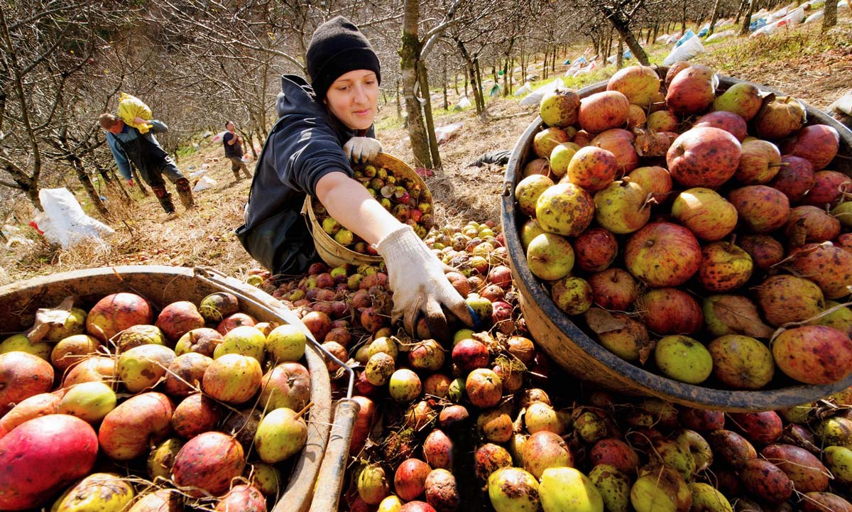 Яблоки, собранные в традиционном саду производителей сидра в Девоне.