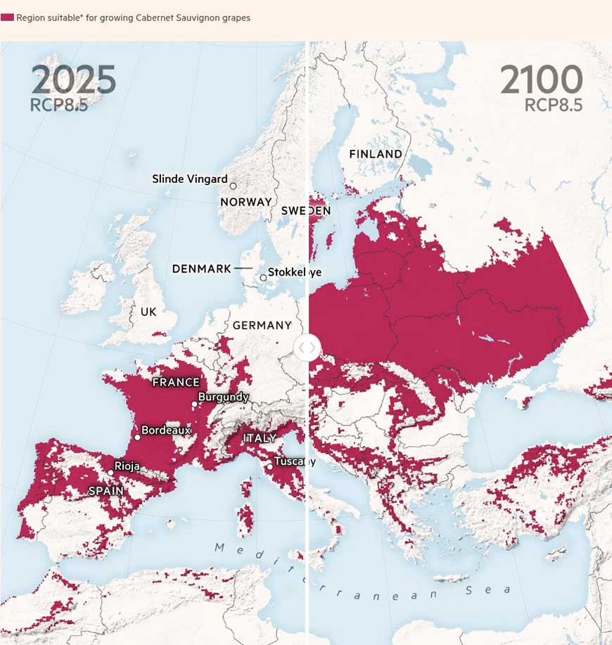 Каберне Совиньон можно будет выращивать в более северных широтах к концу века.
